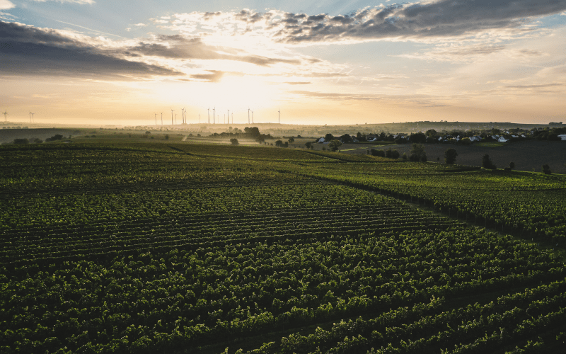 Weinberge vom Weingut Winter