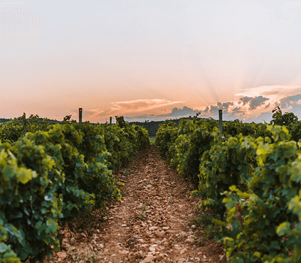 terroir-bertrand