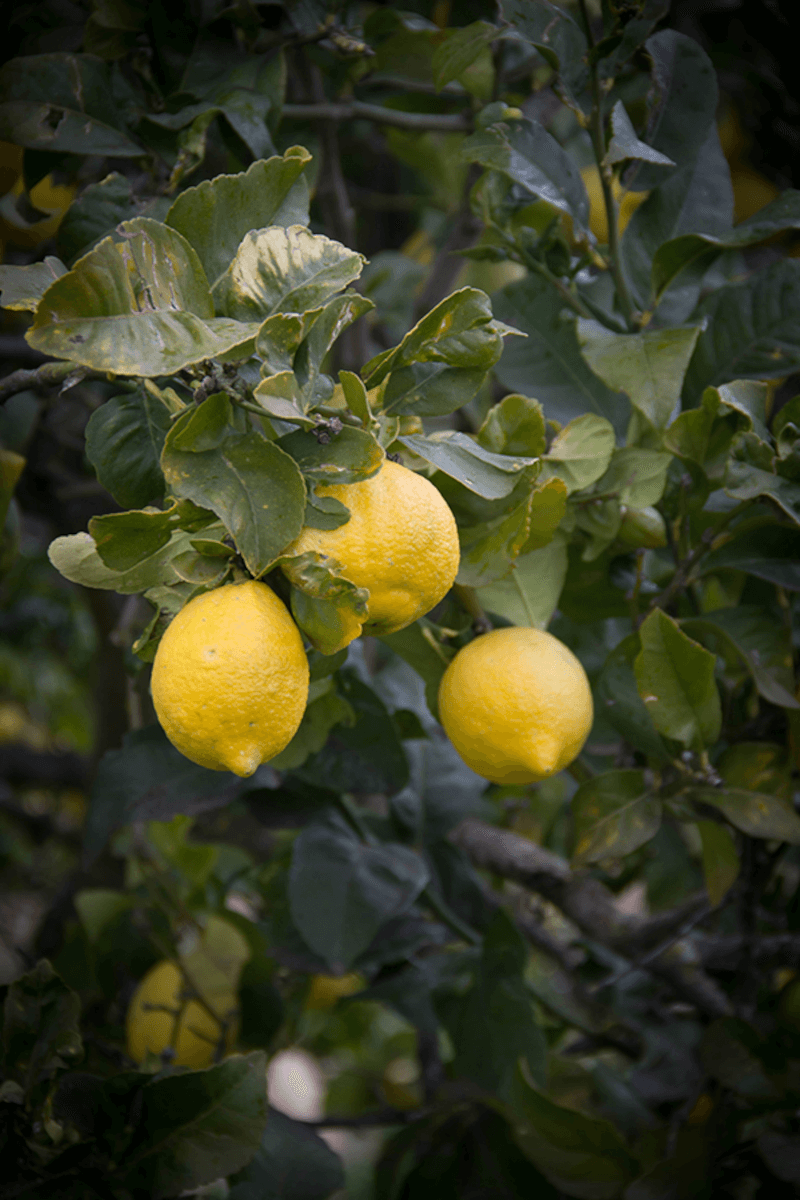 Limoni di Bresca Dorada