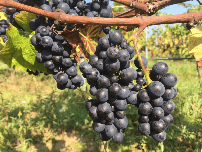 Weingut Carl Ehrhard Weintrauben Weingut Carl Ehrhard Weintrauben