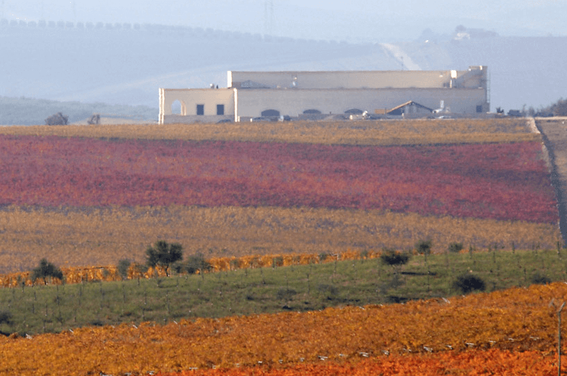 Vigneti Tormaresca in autunno