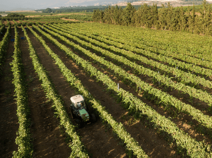 Vigneto di tulipani Vigneto di tulipani