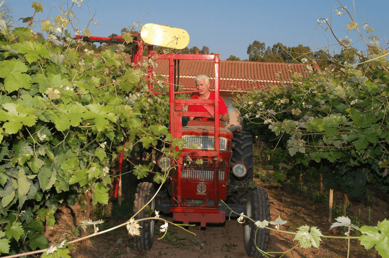 Vignaiolo della Cantina Koukos