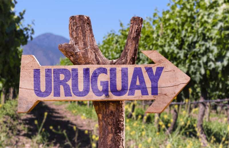 Vigneto in Uruguay con cartello segnaletico
