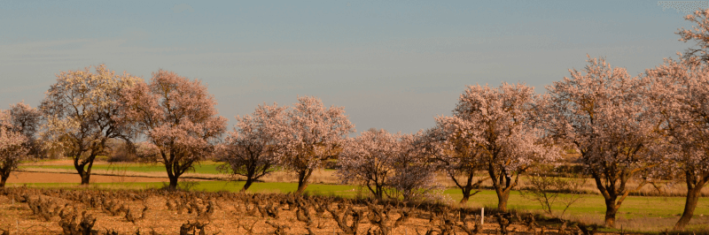 Bodegas y Vinedos Valderiz Vineyard in primavera