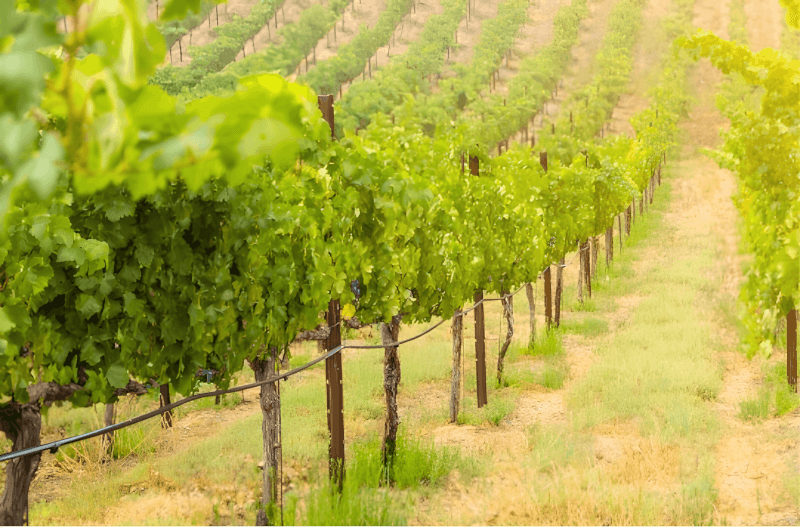 Weinkellerei Hechtsheim Weinreben Weinkellerei Hechtsheim Weinreben