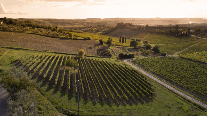 Vista sui vigneti di San Michele a Torri