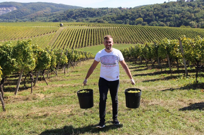 weingut-badel_1862-weinberg-1