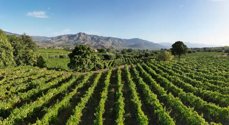 Rosé da tutto il mondo e in tutte le sue sfumature - confezione degustazione 6x