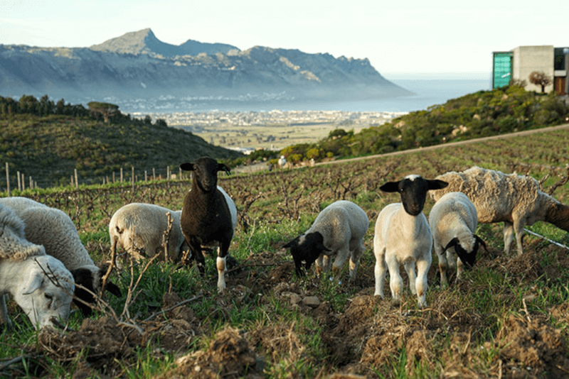 Vigneto di Waterkloof con pecore Vigneto di Waterkloof con pecore