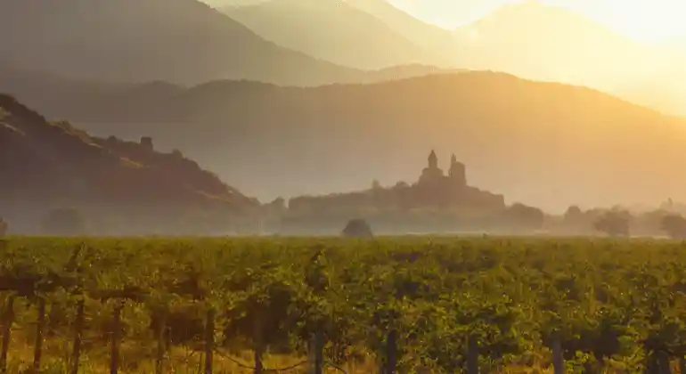 Il fiore all’occhiello della Georgia: Saperavi - pacchetto degustazione 3x