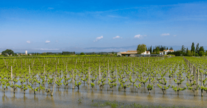 Vigneti allagati al Domaine de la Ferrandière Vigneti allagati al Domaine de la Ferrandière