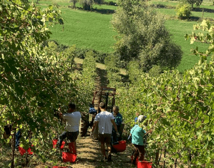 Raccolta a Villa di Corlo