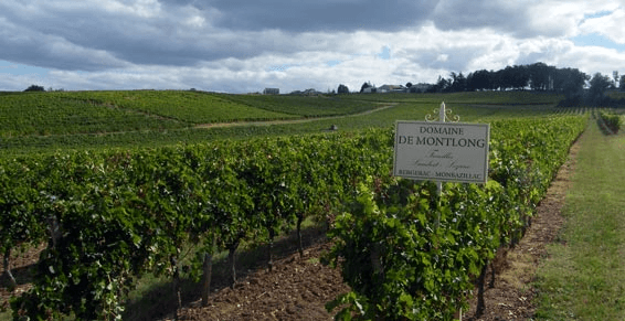 Weinberge der Domaine Montlong Weinberge der Domaine Montlong