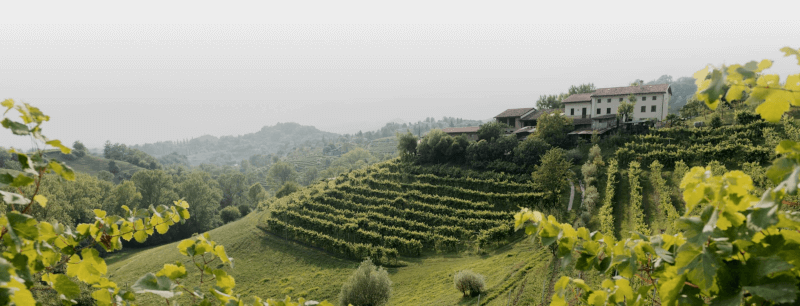 Vigneti nella regione di Asolo Vigneti nella regione di Asolo
