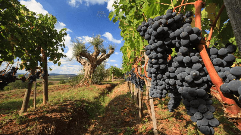 Nei vigneti storici di Montagnana Nei vigneti storici di Montagnana