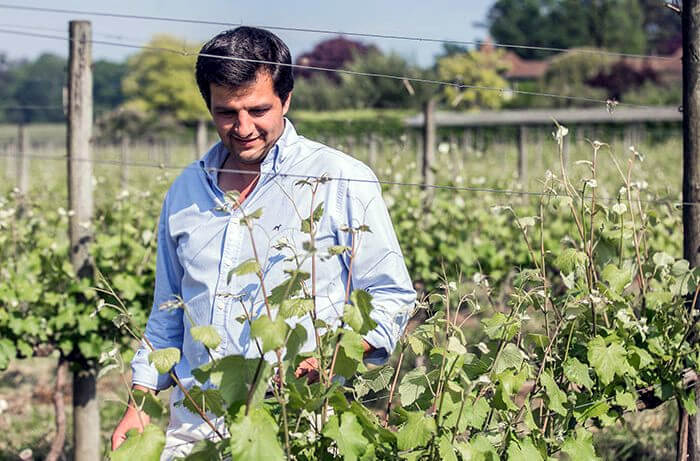 Pedro Barbosa ispeziona le vigne di Alvarinho a Quinta da Aveleda