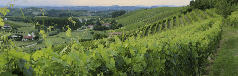 Cascina Carlot Vines Cascina Carlot Vines