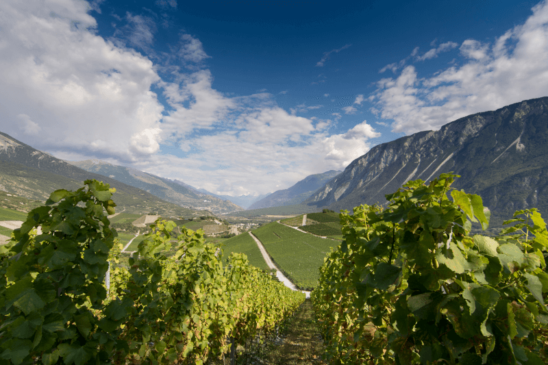 Domaine du Colombier Wein aus Frankreich Domaine du Colombier Wein aus Frankreich