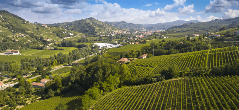 Cantina vinicola