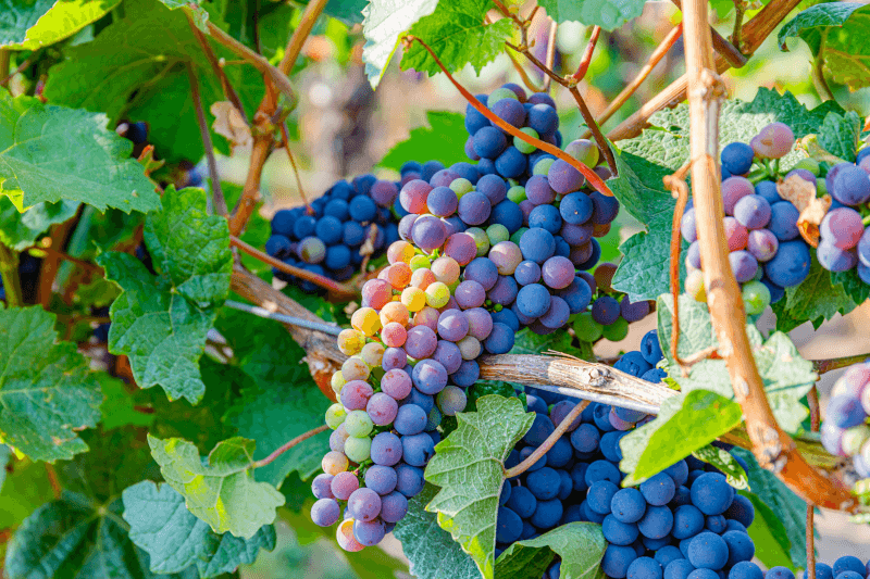 Vino rumeno grappoli d’uva