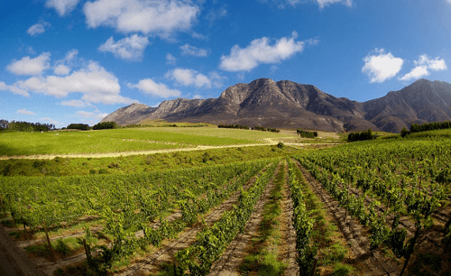 Vista sui vigneti fino al Simonsberg Vista sui vigneti fino al Simonsberg