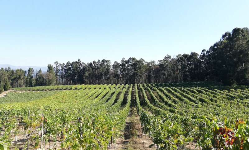weingut-cabriz-weinberg-1 weingut-cabriz-weinberg-1