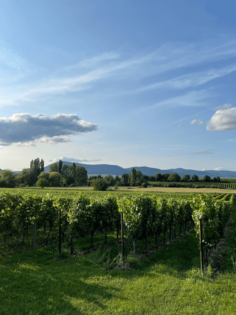 Vigneti di Karl Pfaffmann