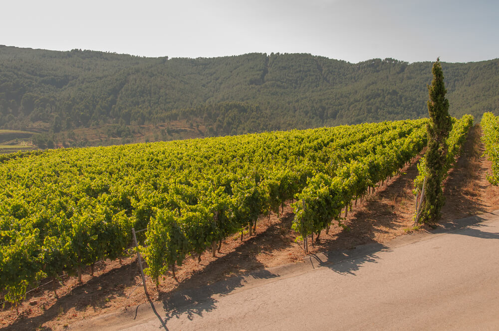 Vigneti in Galizia Vigneti in Galizia