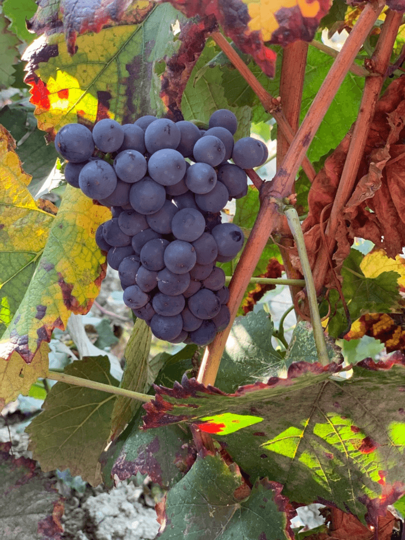 Marchesi di Montalto Trauben