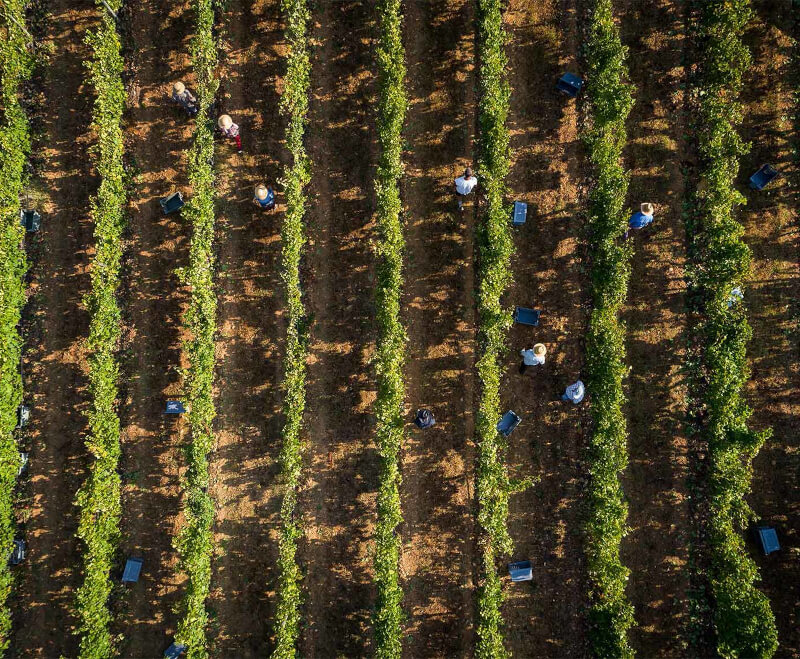 Cantine Gentili Vintage