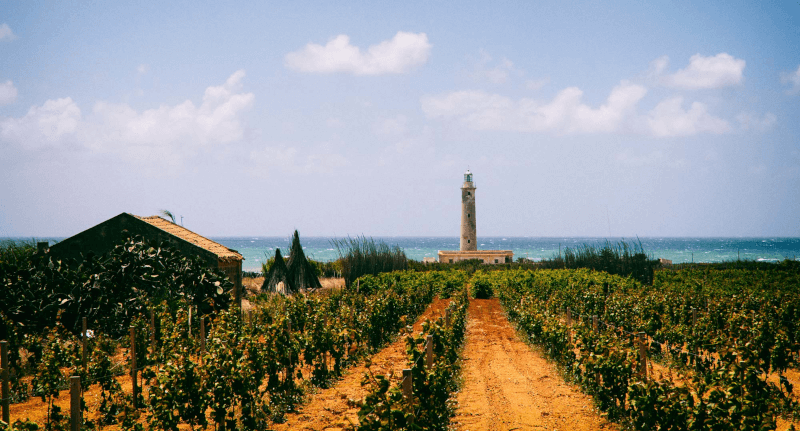Viticoltura sull'isola - Cantine Ermes Viticoltura sull'isola - Cantine Ermes