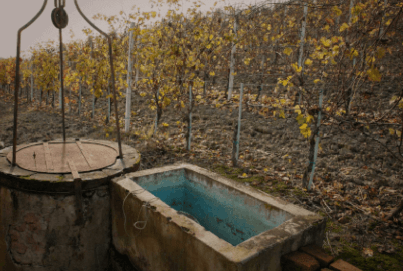 Vigneto di Marco Porello Vigneto di Marco Porello