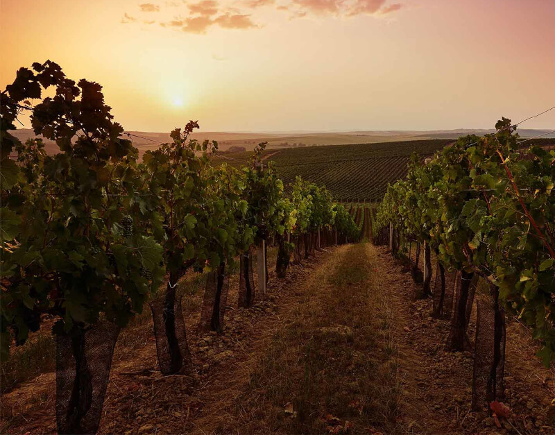 I vigneti di Cantine Gentili di sera