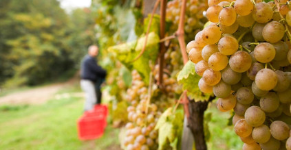 Cortese für den Gavi di Gavi Wein