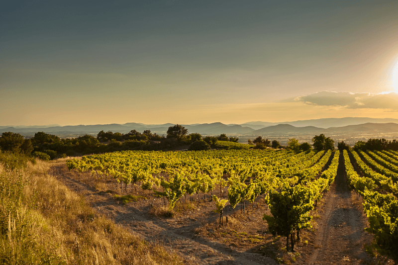 Domaine Terre de Tramontane Francia meridionale Domaine Terre de Tramontane Francia meridionale