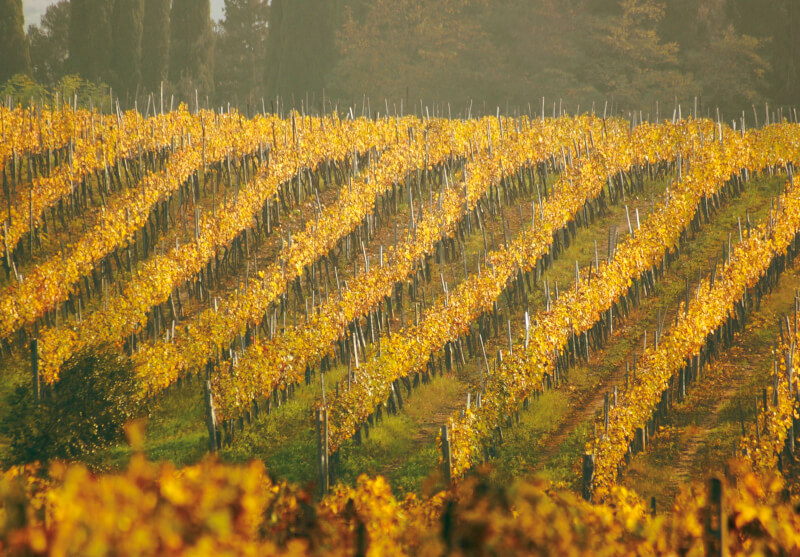 Vigneti di Poggio alla Sala in autunno