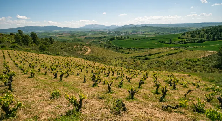 Degustazione di vino rosso della Navarra - confezione scoperta x6