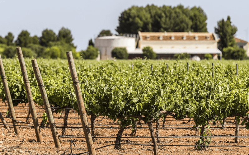Bodegas Lozano Weinberge