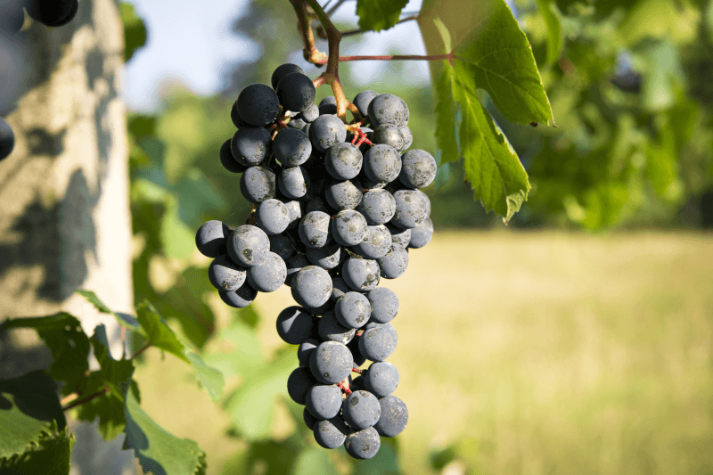 Barbera-Traube Barbera-Traube