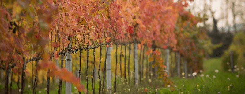 Glera, il vitigno del Prosecco Glera, il vitigno del Prosecco