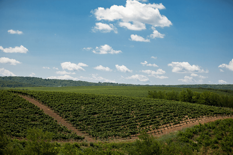 Vigneto Radacini