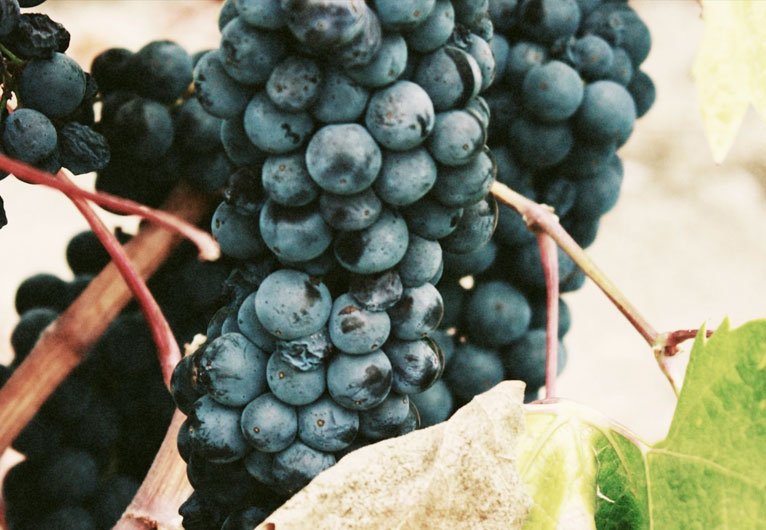 reife Trauben von Anecoop Bodegas reife Trauben von Anecoop Bodegas