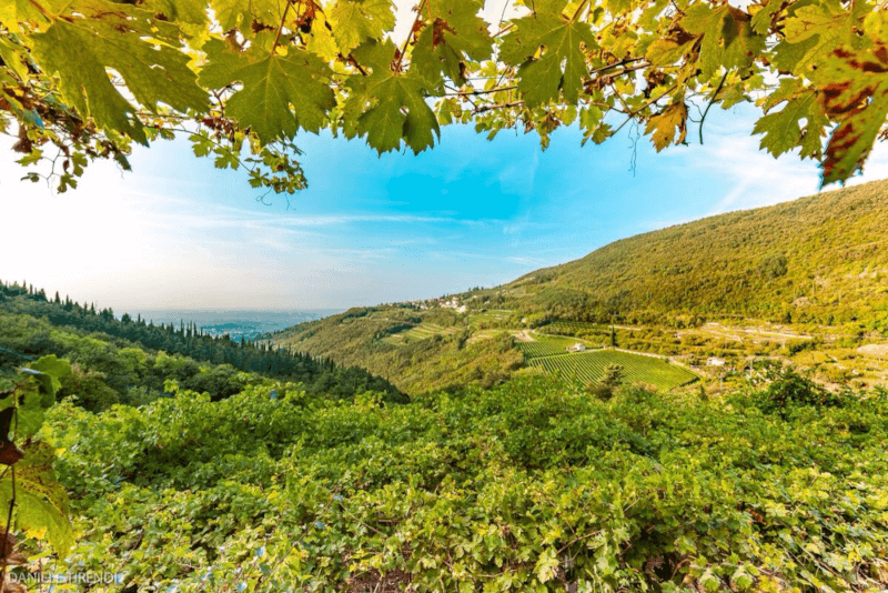 Vigneto in Valpolicella