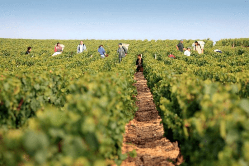 Cura del vino del Domaine Servin