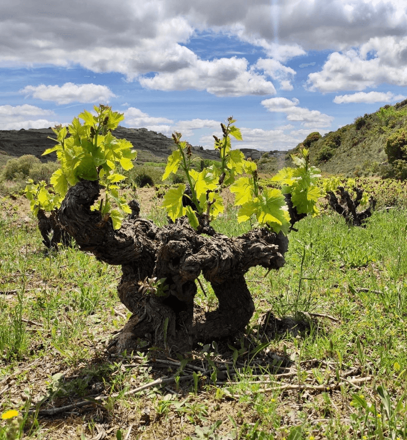 I classici ceppi ad alberello della Rioja