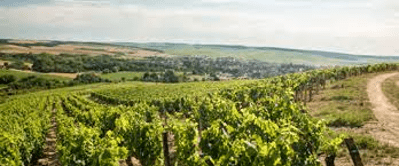 Vineyard-la-chablisiennecg3AnPpJdyBQH