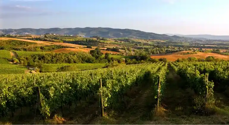 Viaggio di piacere attraverso l’Umbria con Lungarotti - 6x pacchetto di degustazione