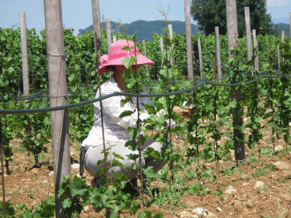 Raccolta a Lis Neris