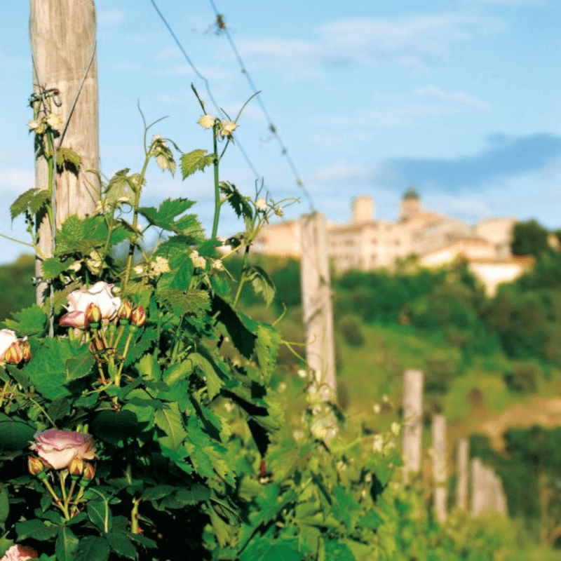 Vite con rose a Vignamato Vite con rose a Vignamato